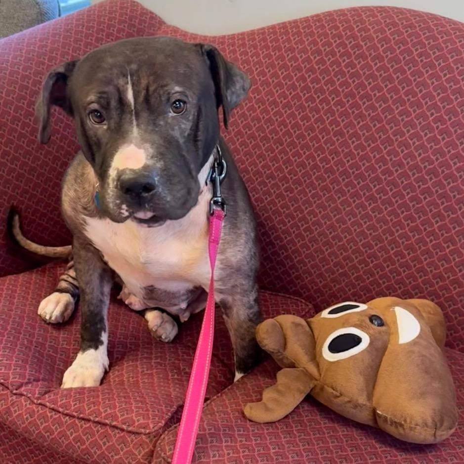 Enlarge Queen, a Adoptable Pit Bull Terrier in Bessemer, AL image 5/6