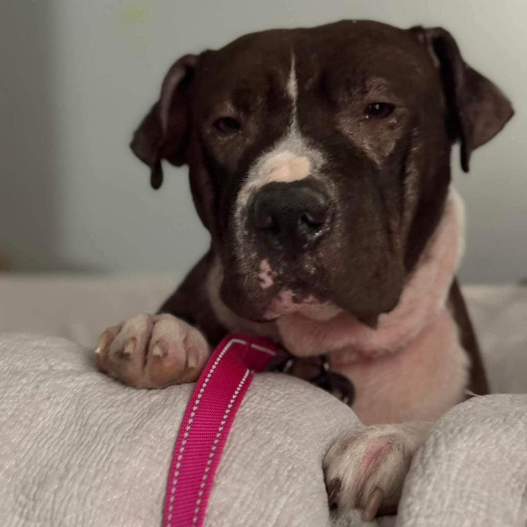 Enlarge Queen, a Adoptable Pit Bull Terrier in Bessemer, AL image 6/6