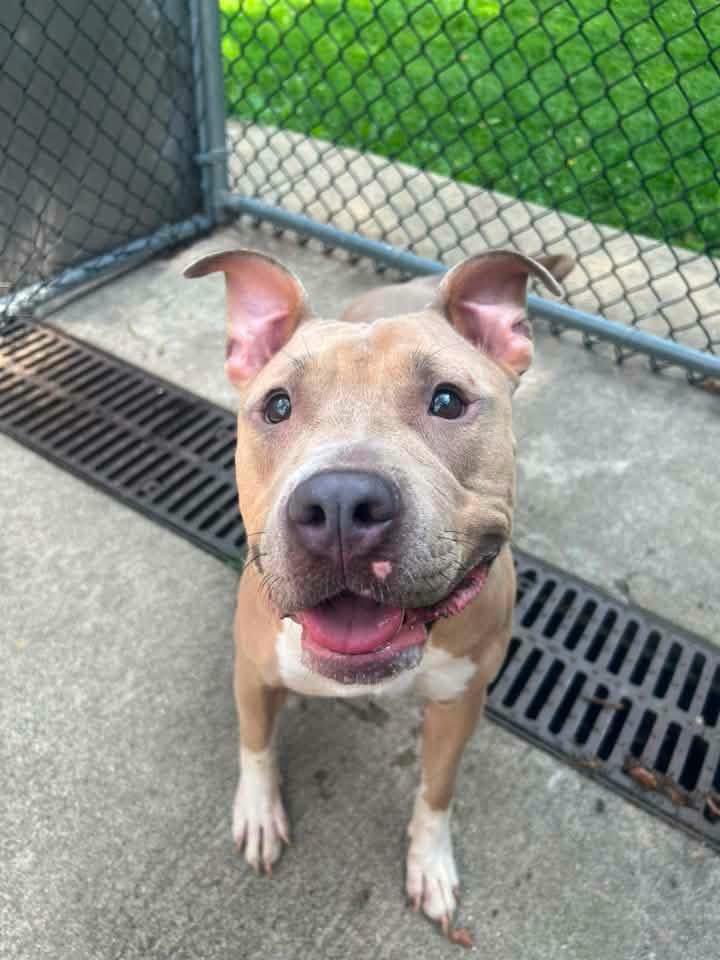 Enlarge Anya, a ADOPTABLE Pit Bull Terrier in Chicago, IL image 3/5
