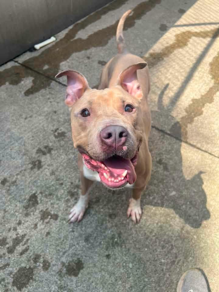 Enlarge Anya, a ADOPTABLE Pit Bull Terrier in Chicago, IL image 4/5