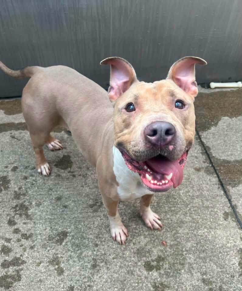 Anya, ADOPTABLE, Adult Female Pit Bull Terrier.