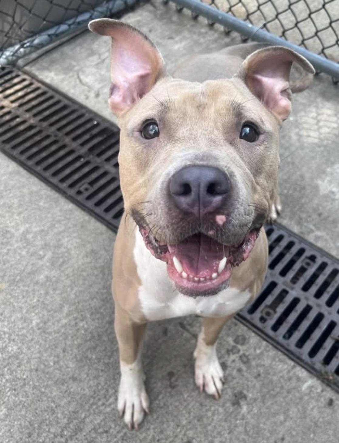 Enlarge Anya, a ADOPTABLE Pit Bull Terrier in Chicago, IL image 2/5
