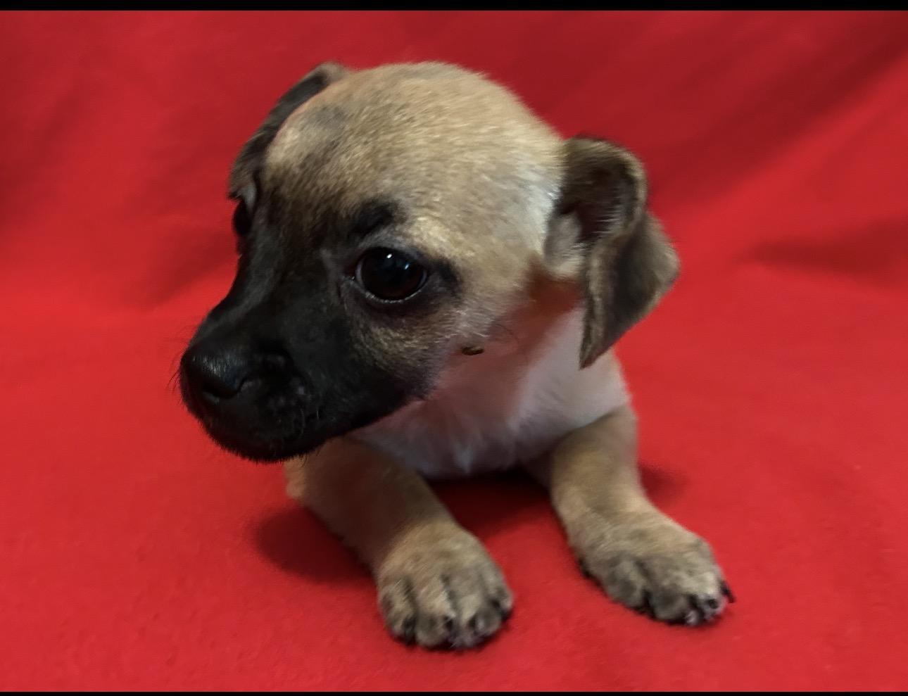 Pookie, Adoptable, Puppy Female Chihuahua.