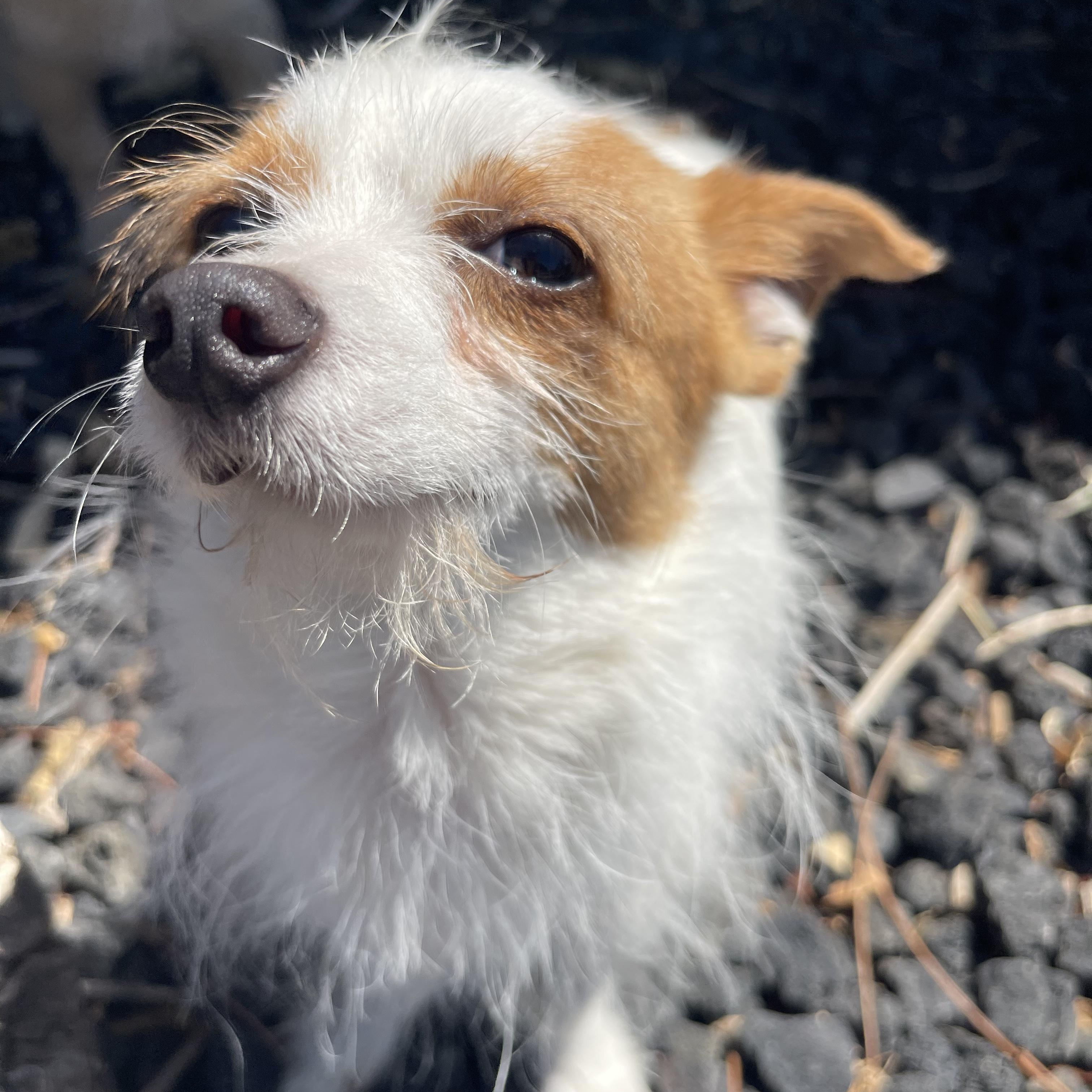 Lou, a ADOPTABLE mixed breed in Vacaville, CA image 3/4