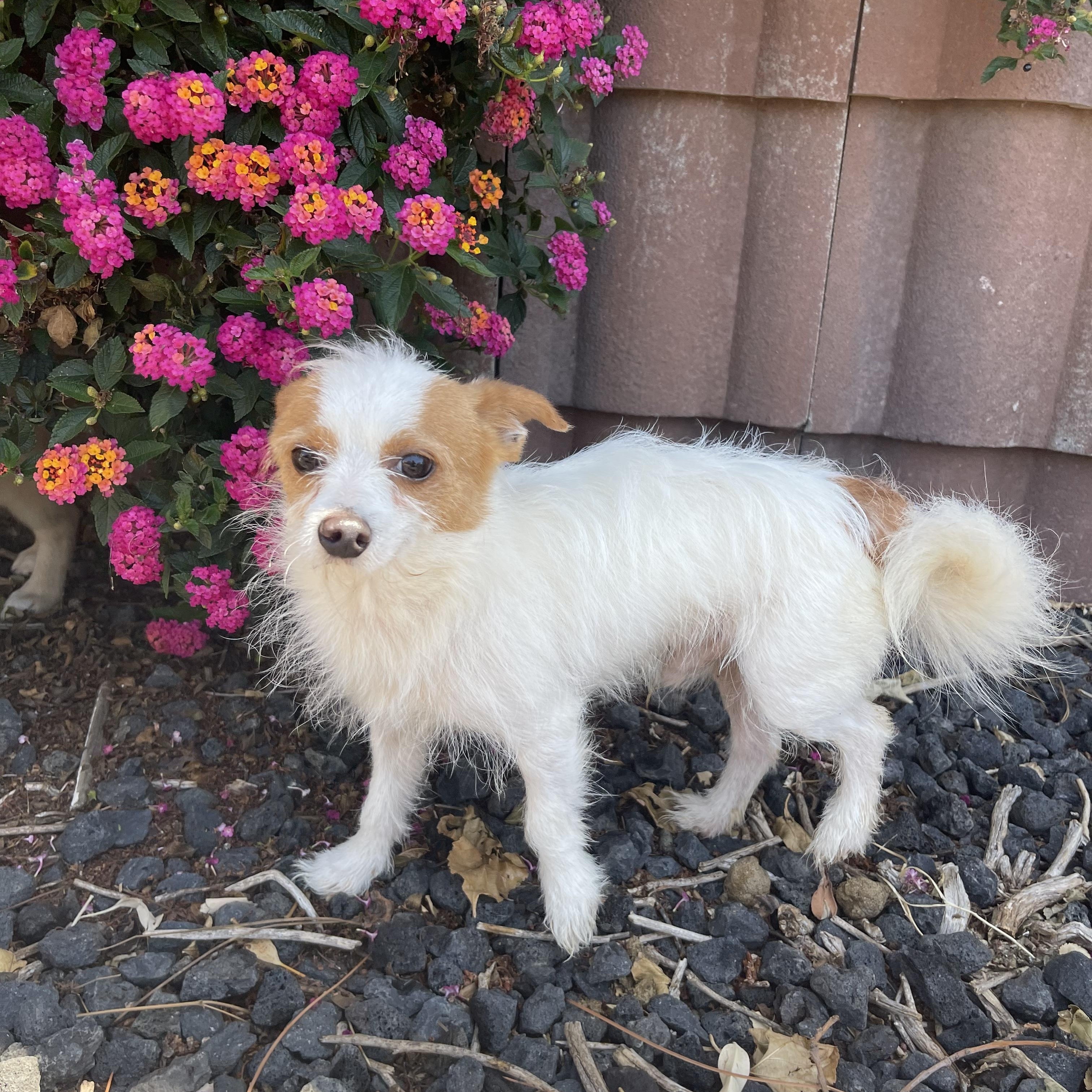 Lou, a ADOPTABLE mixed breed in Vacaville, CA image 4/4