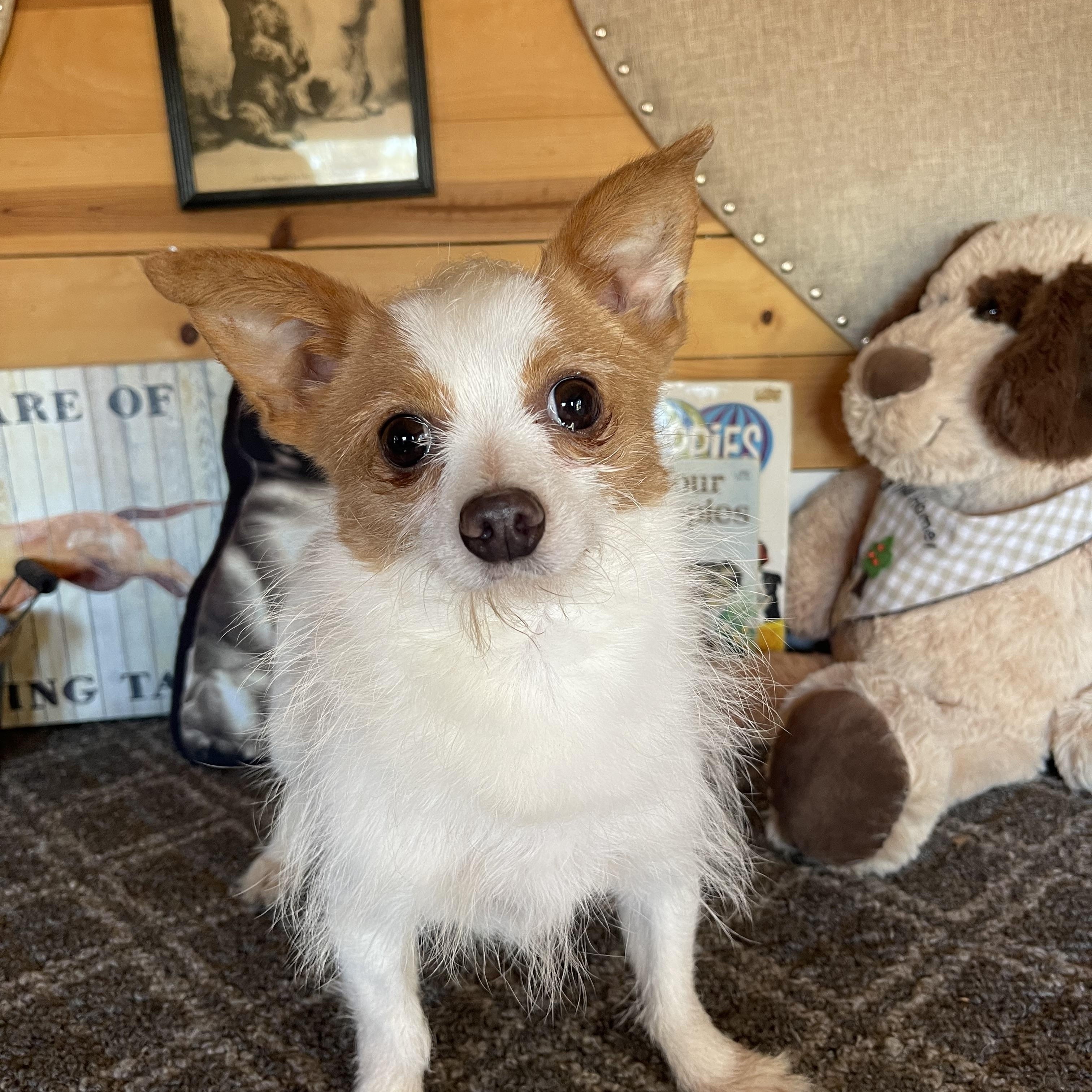 Enlarge Lou, a ADOPTABLE Terrier in Vacaville, CA image 3/3
