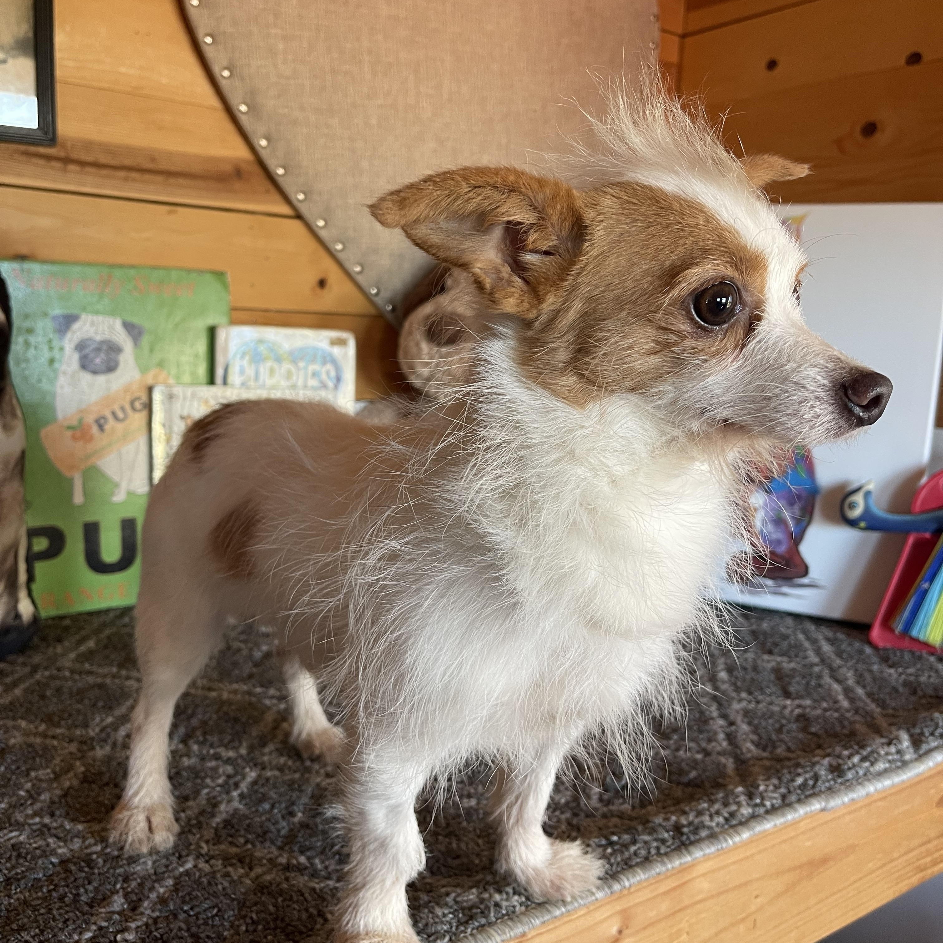 Enlarge Lou, a ADOPTABLE Terrier in Vacaville, CA image 2/3