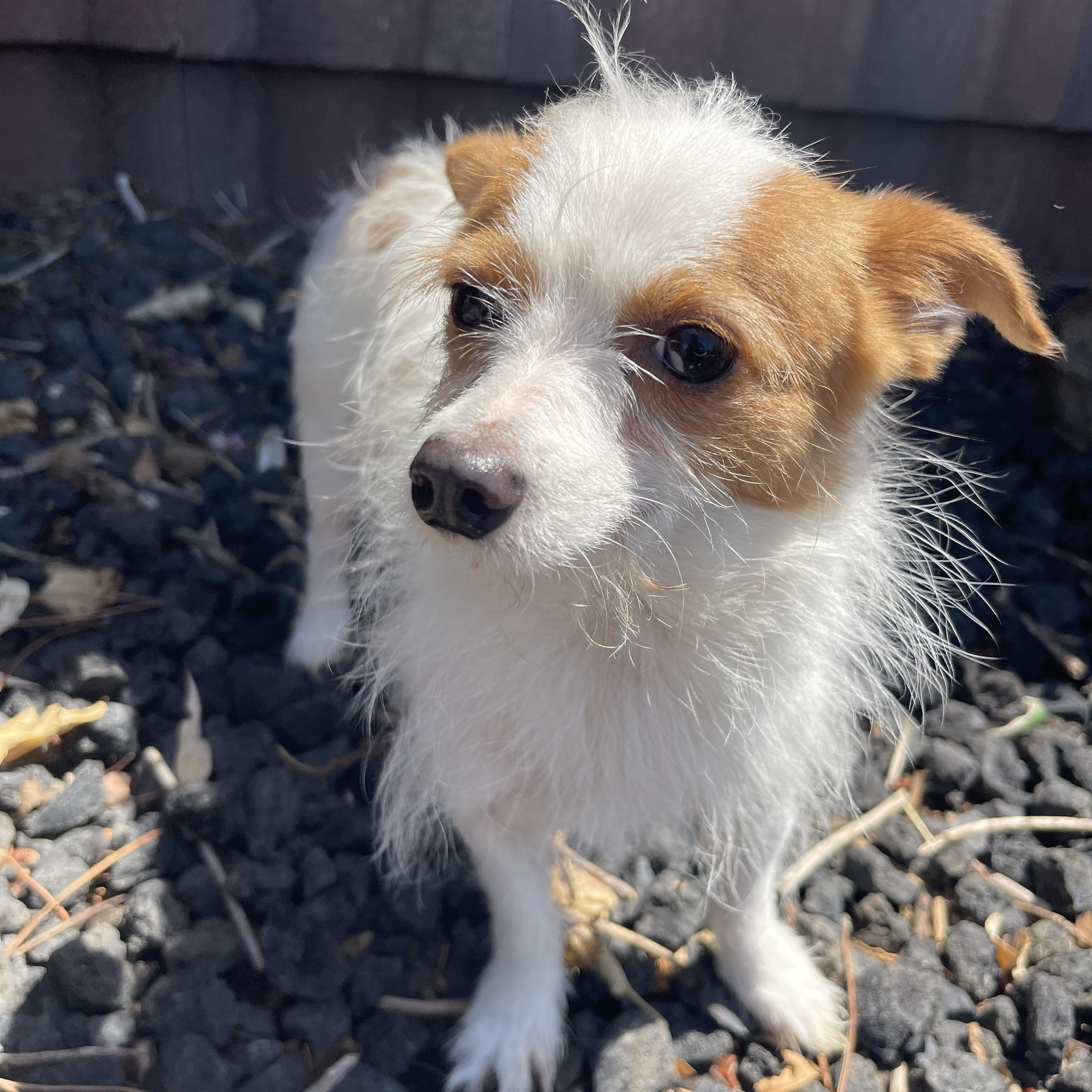 Lou, a ADOPTABLE mixed breed in Vacaville, CA image 2/4