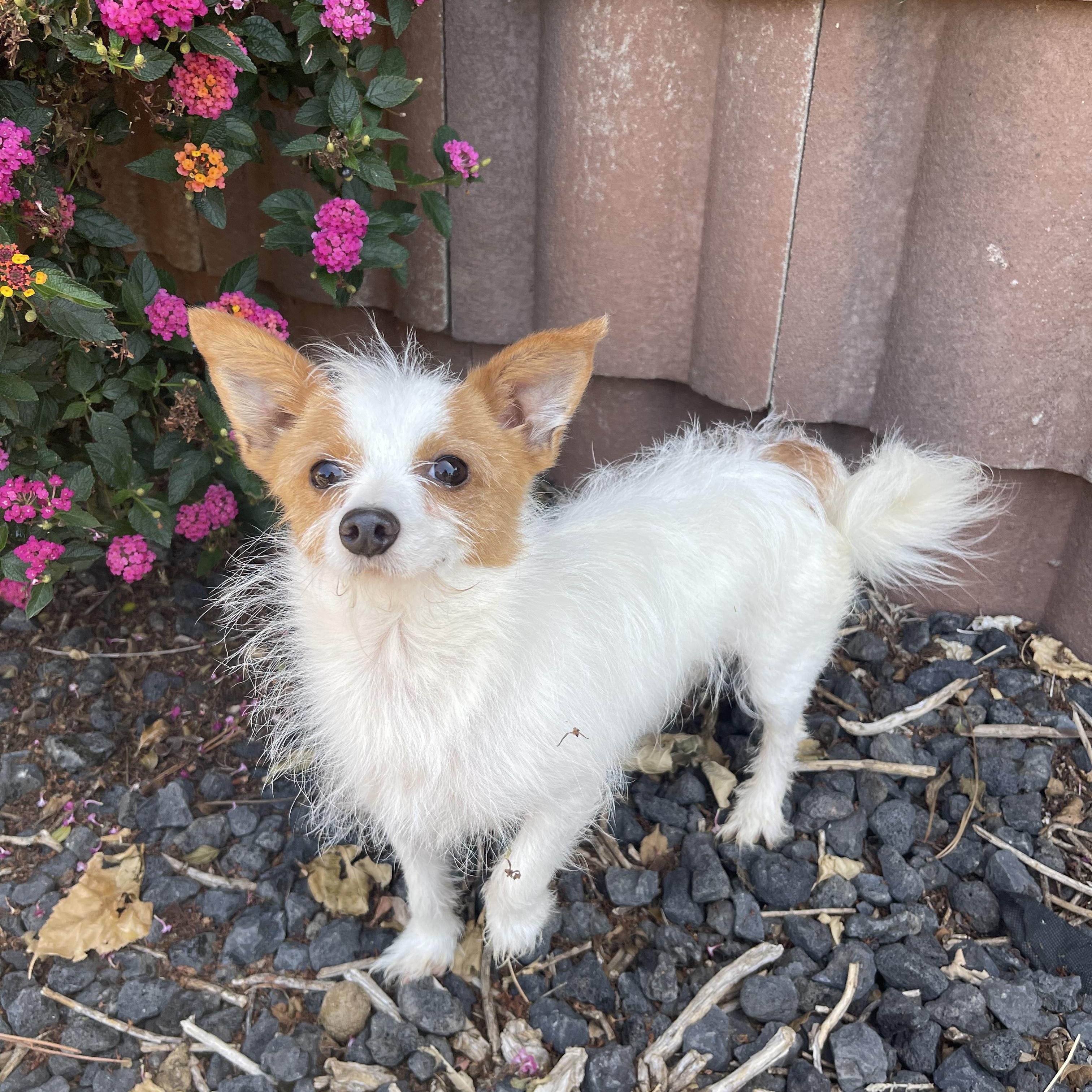 Lou, a ADOPTABLE mixed breed in Vacaville, CA image 1/4
