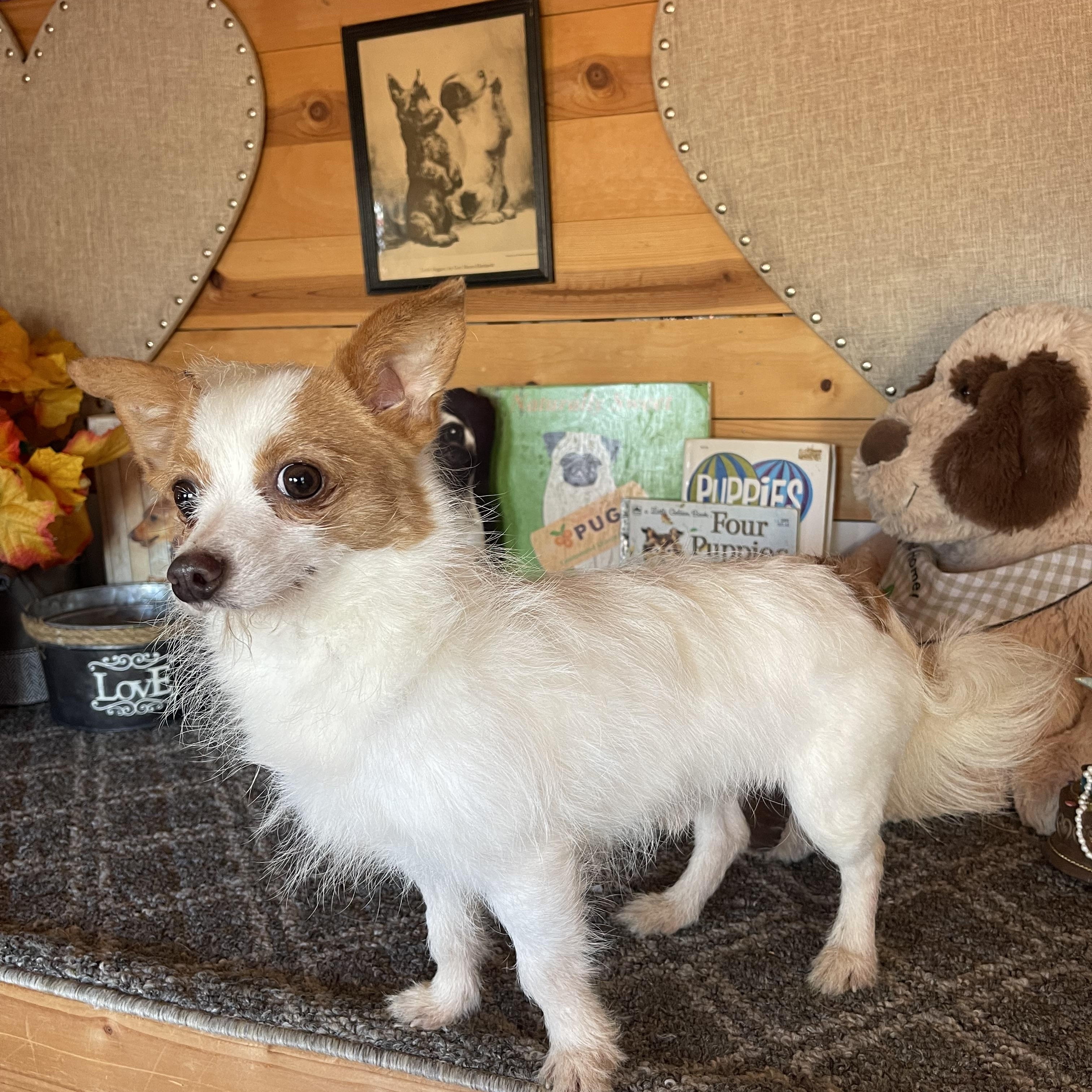 Enlarge Lou, a ADOPTABLE Terrier in Vacaville, CA image 1/3