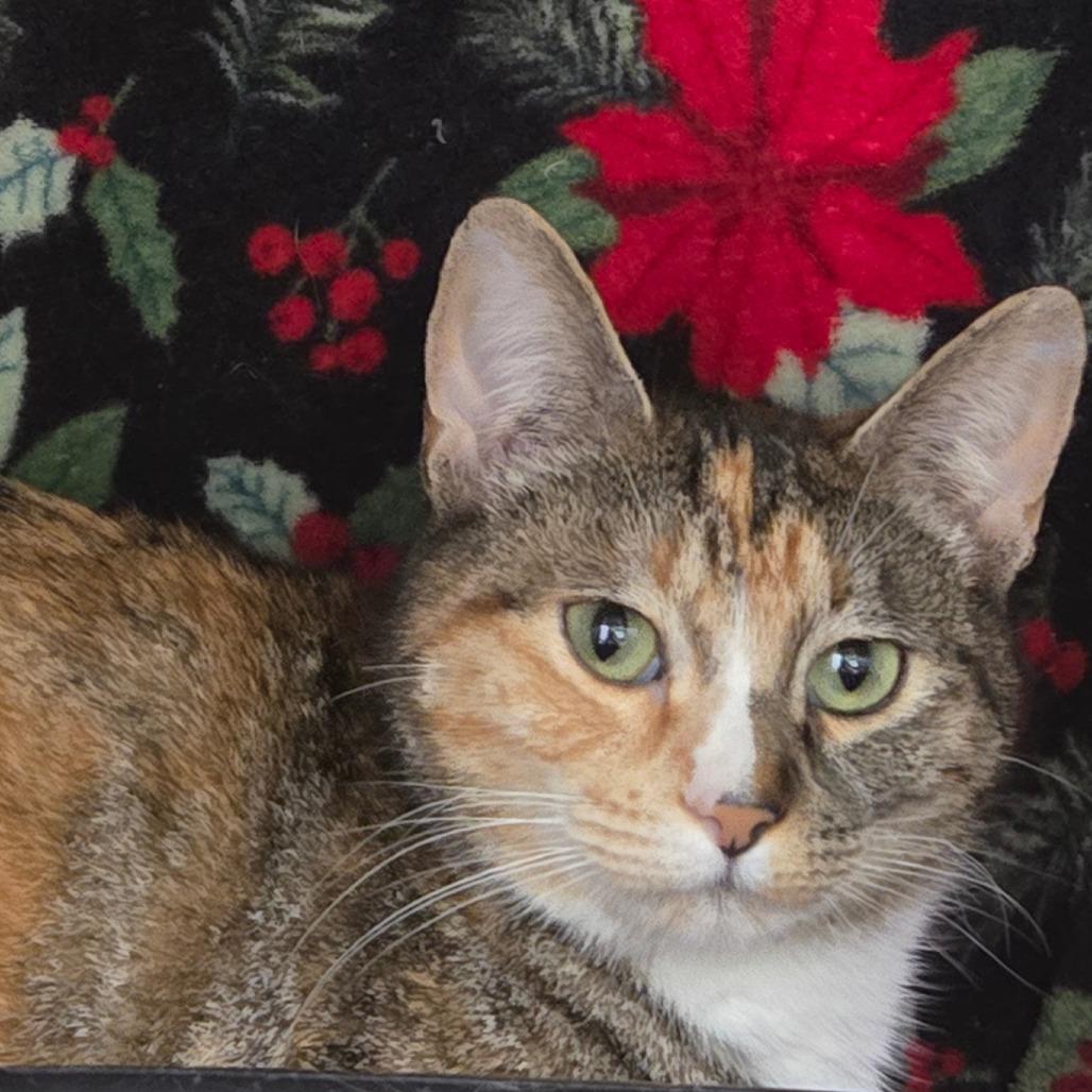 Junie B Jones, ADOPTABLE, Young Female Domestic Short Hair.