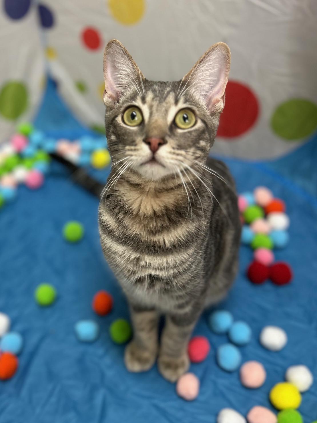Lenny - Bonded Pair