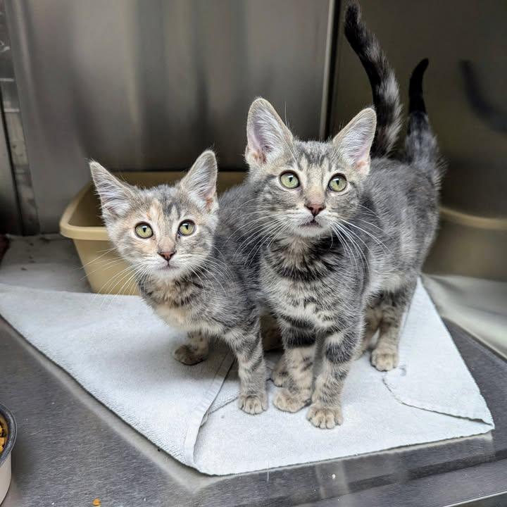 Lenny - Bonded Pair
