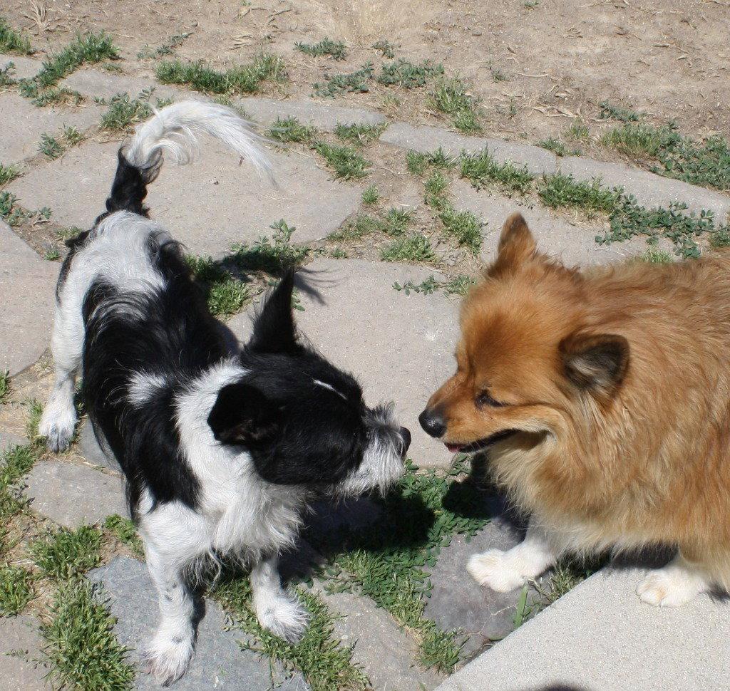 Milo, a Adoptable mixed breed in Lovingston, VA image 1/3