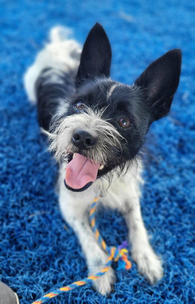 Milo, a Adoptable mixed breed in Lovingston, VA image 2/3