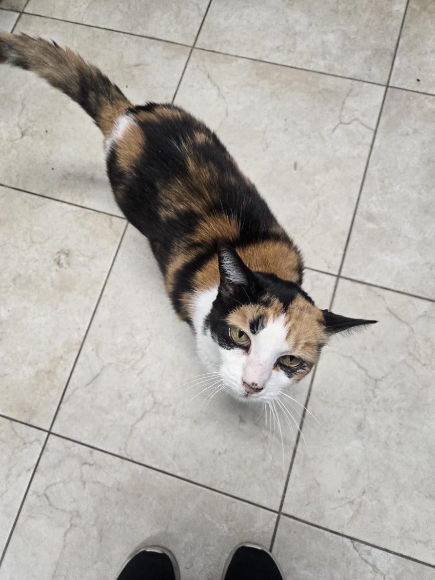 Enlarge Scampy, a Adoptable Domestic Short Hair image 2/6