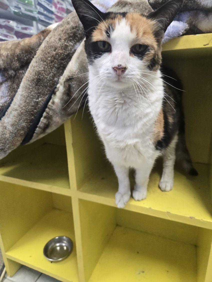 Enlarge Scampy, a Adoptable Domestic Short Hair image 1/6