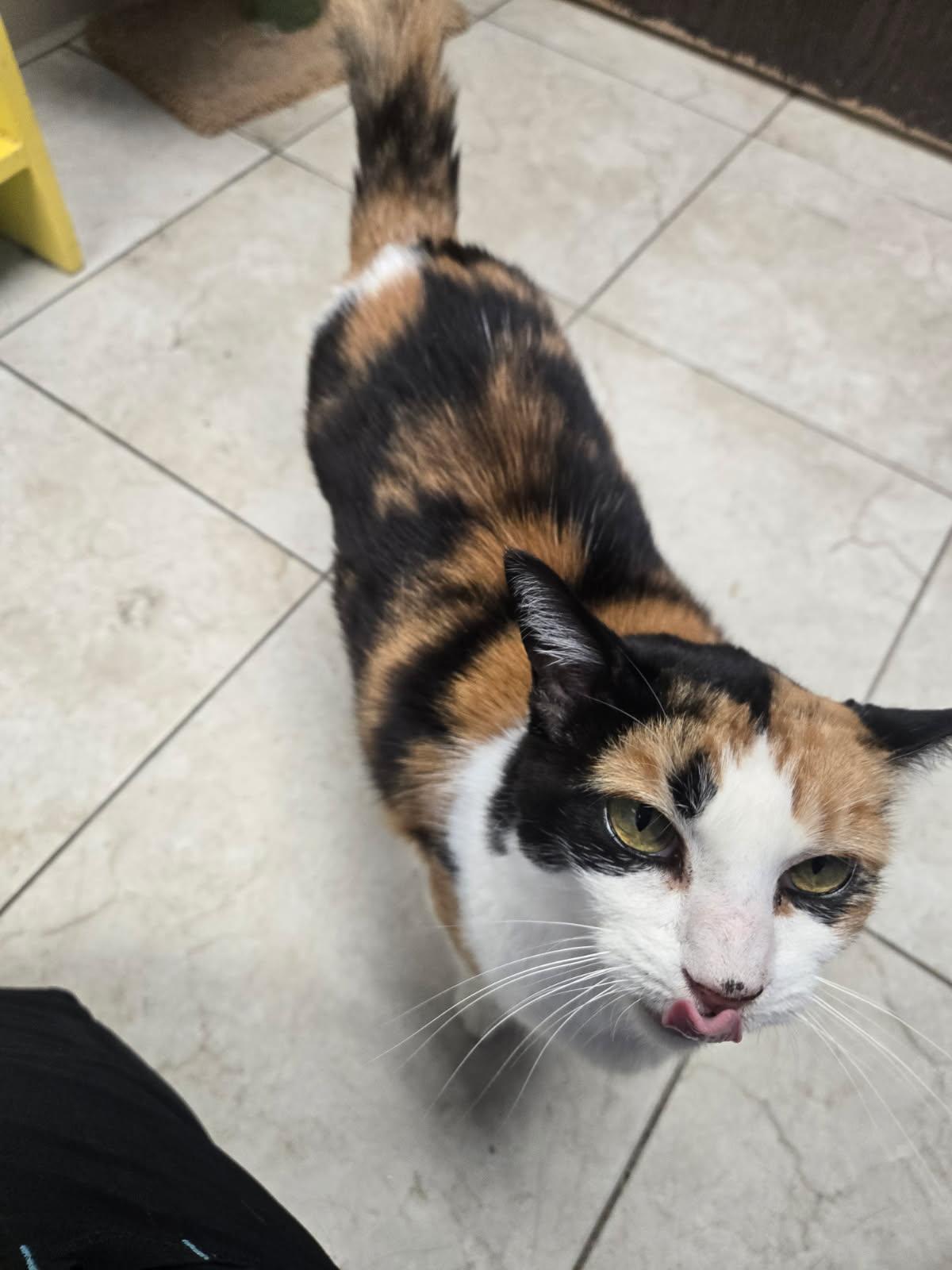 Enlarge Scampy, a Adoptable Domestic Short Hair image 3/6