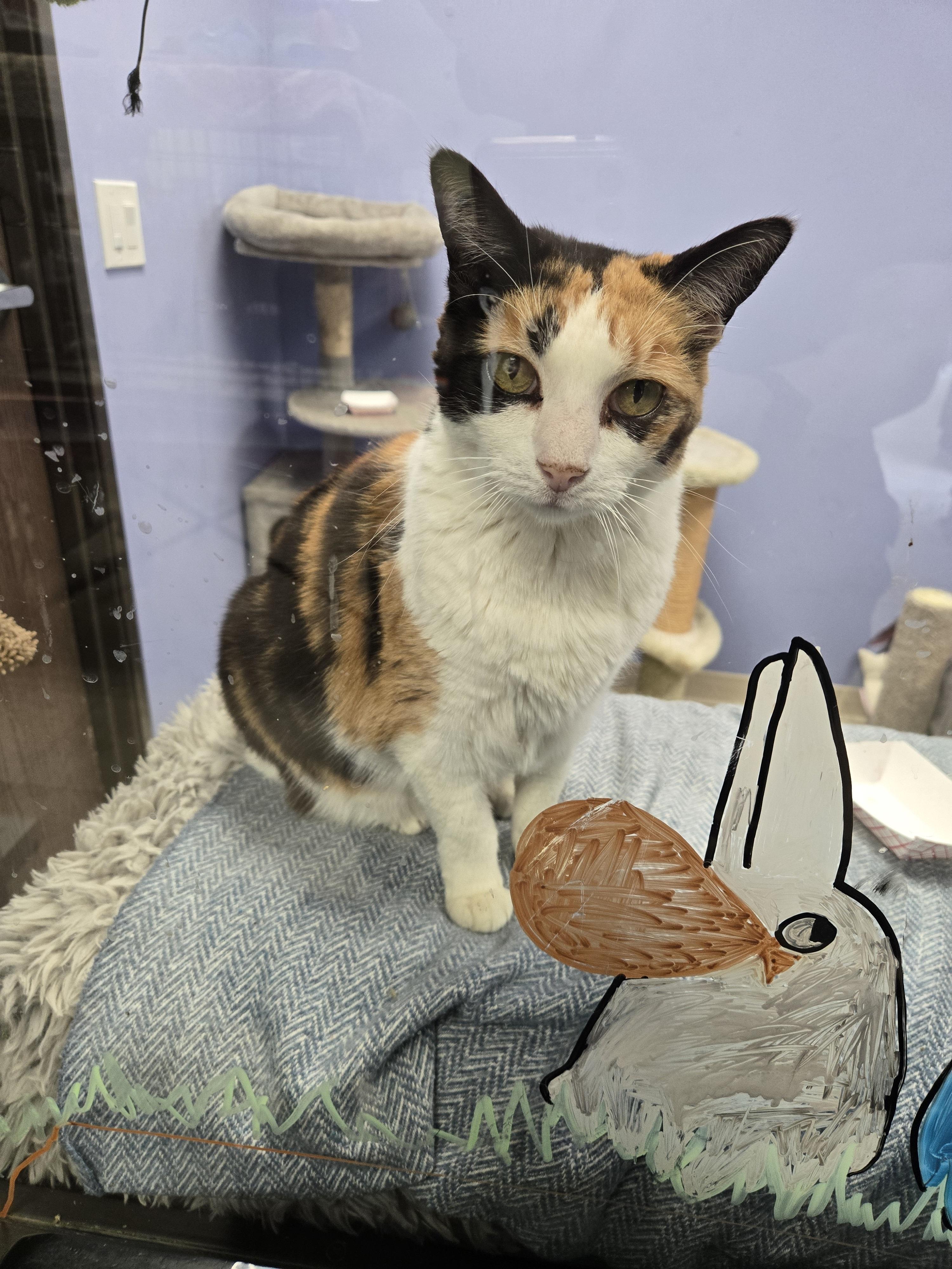 Enlarge Scampy, a Adoptable Domestic Short Hair image 4/6