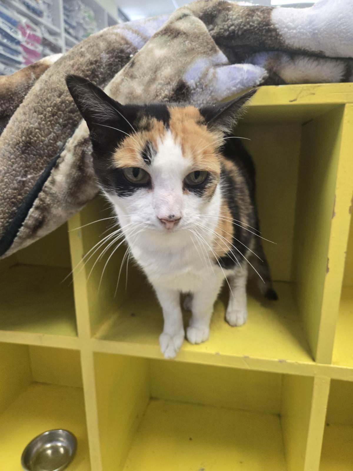 Enlarge Scampy, a Adoptable Domestic Short Hair image 5/6