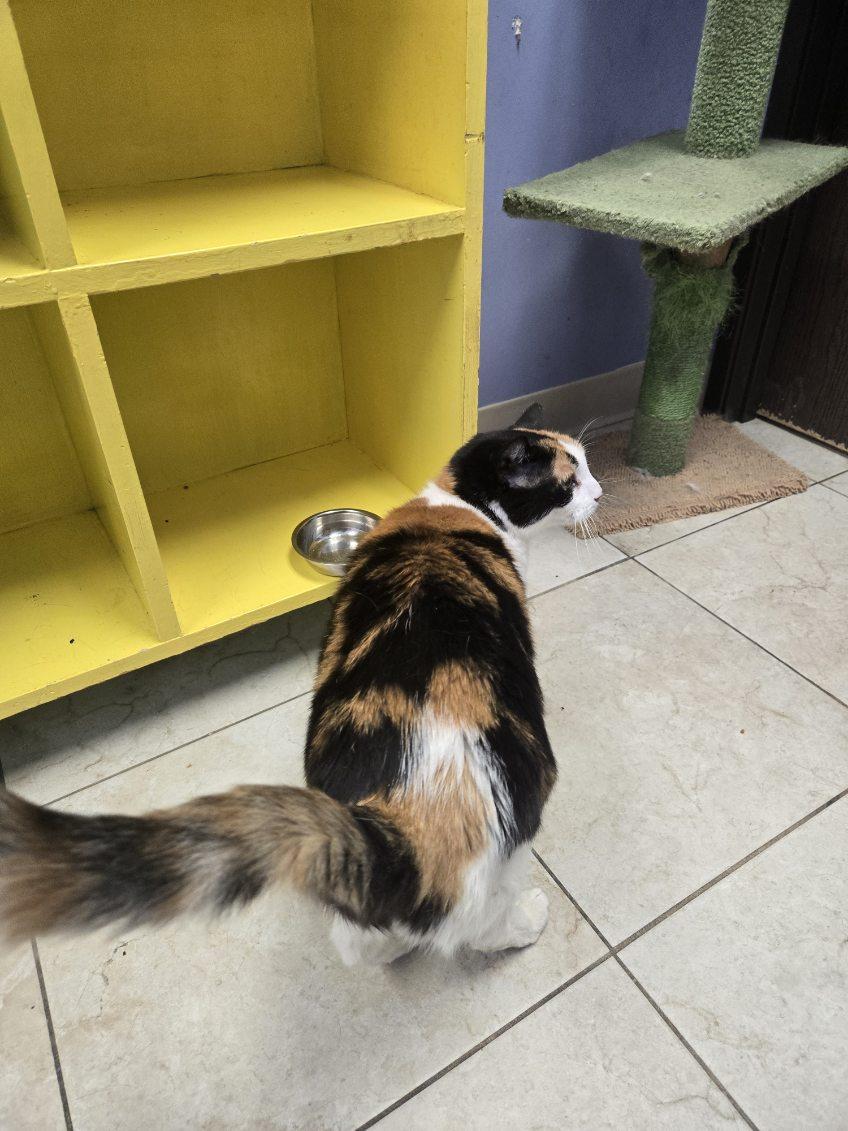 Enlarge Scampy, a Adoptable Domestic Short Hair image 6/6