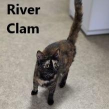 River Clam, adopted, Adult Female Domestic Short Hair.