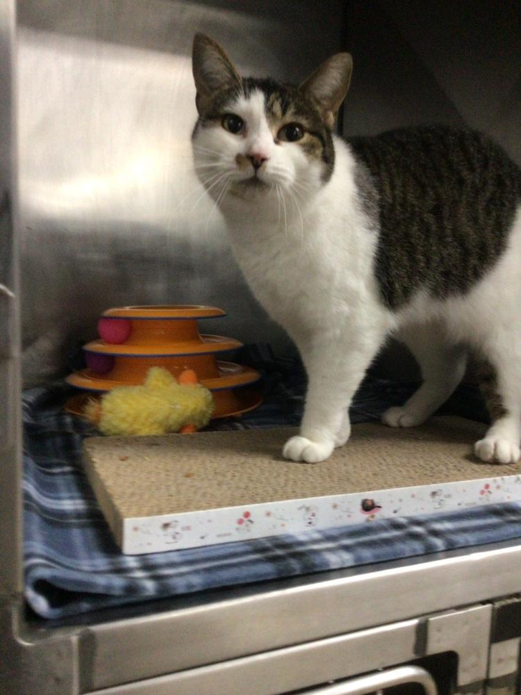 Jelly, Adoptable, Adult Female Domestic Short Hair.