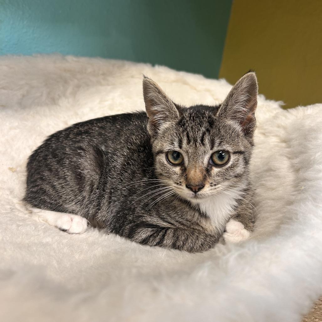 Evie, Adoptable, Kitten Female Domestic Short Hair.