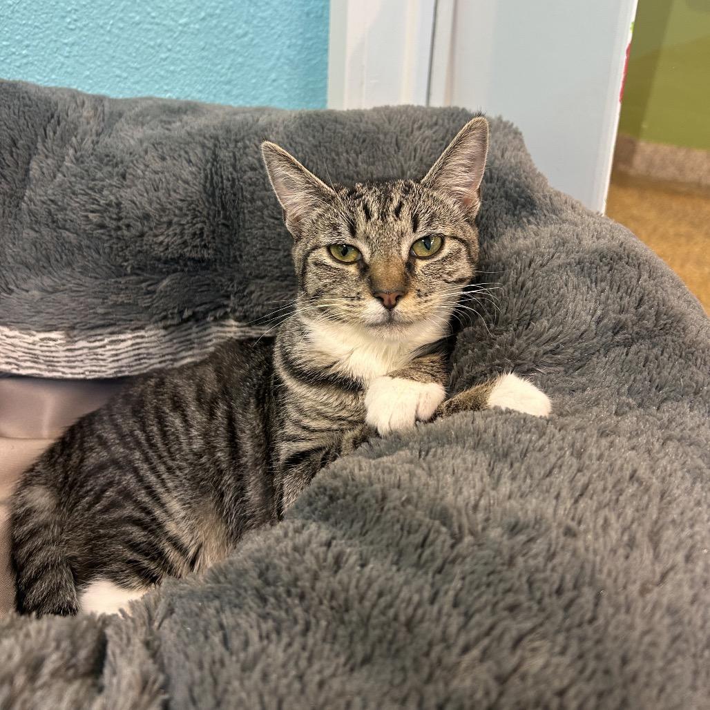 Enlarge Evie, a Adoptable Domestic Short Hair in Fresno, CA image 2/4