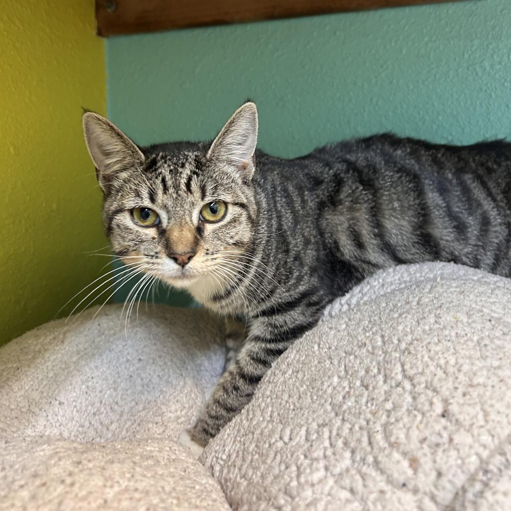 Enlarge Evie, a Adoptable Domestic Short Hair in Fresno, CA image 3/4