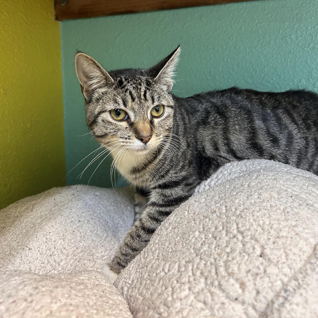 Enlarge Evie, a Adoptable Domestic Short Hair in Fresno, CA image 4/4