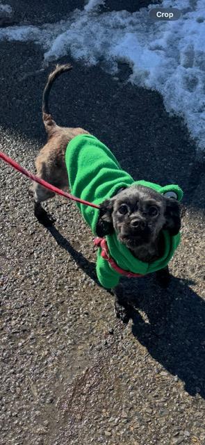 Enlarge Stu, a Adoptable Shih Tzu in Gloversville, NY image 1/3