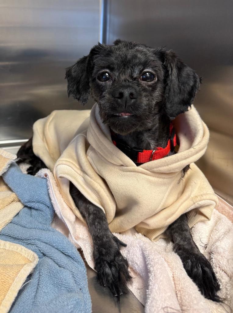 Enlarge Stu, a Adoptable Shih Tzu in Gloversville, NY image 2/3