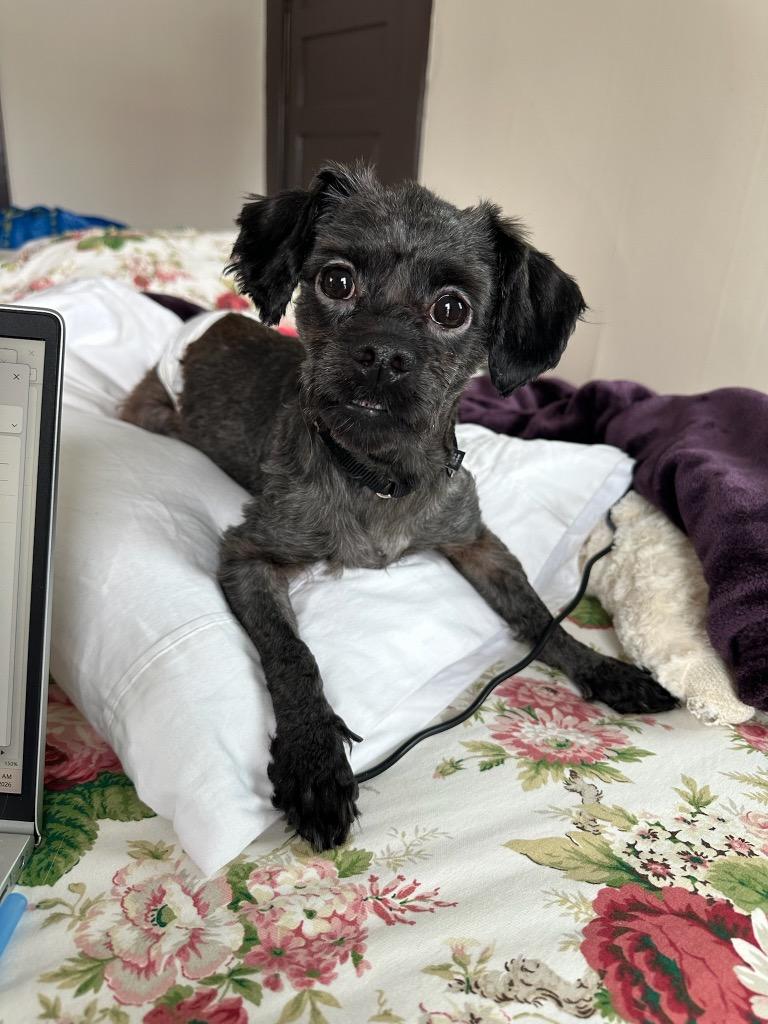 Enlarge Stu, a Adoptable Shih Tzu in Gloversville, NY image 3/3