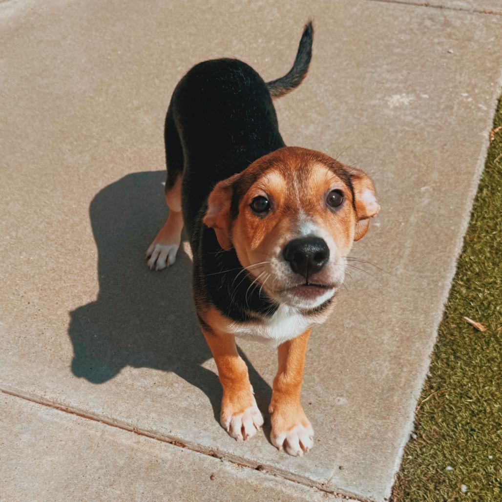 Enlarge Puppies, a Adoptable mixed breed in Hays, KS image 2/6