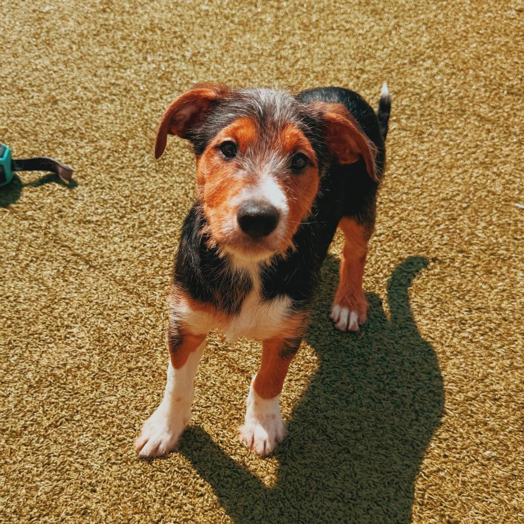 Enlarge Buckingham, a Adopted mixed breed in Hays, KS image 5/6