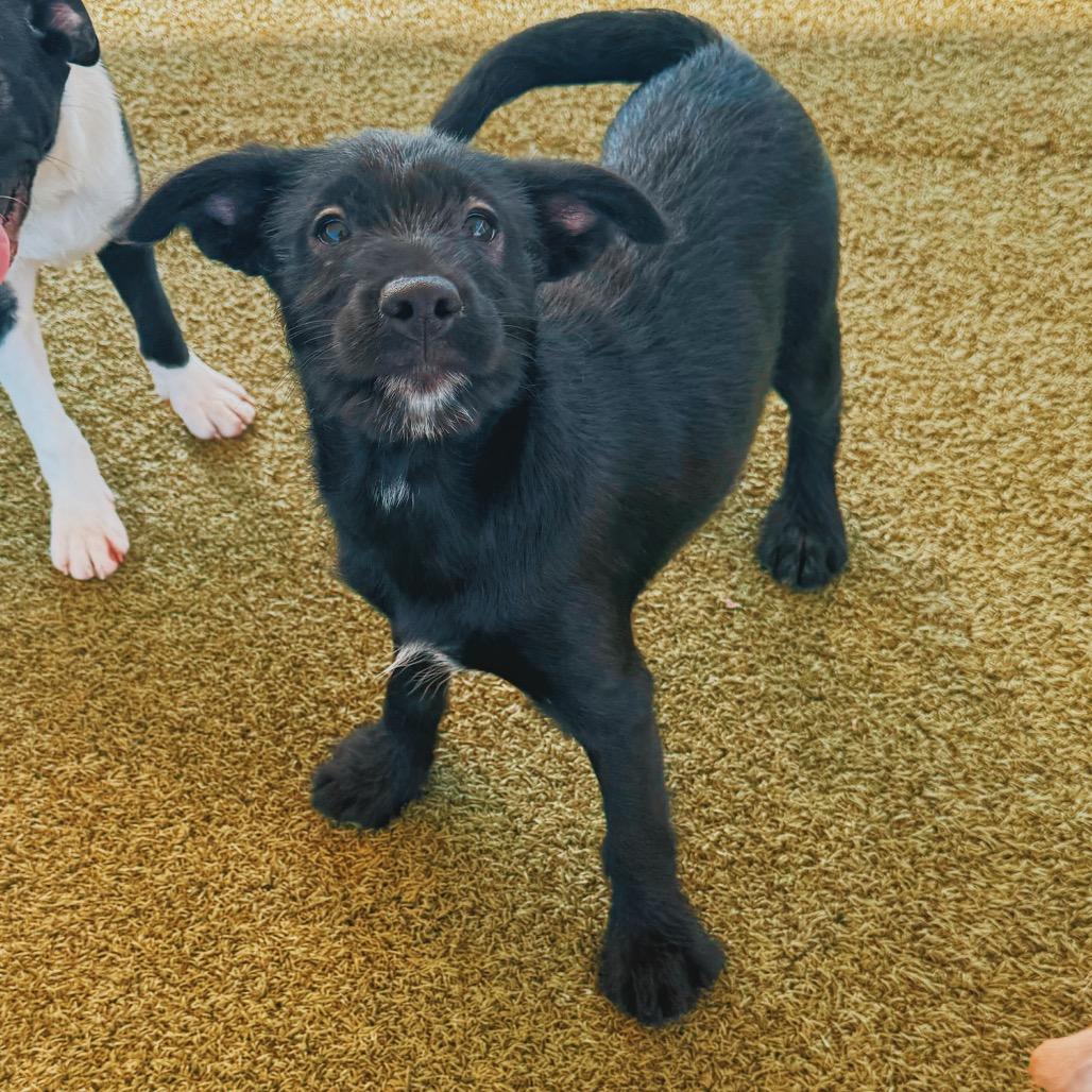 Enlarge Puppies, a Adoptable mixed breed in Hays, KS image 5/6