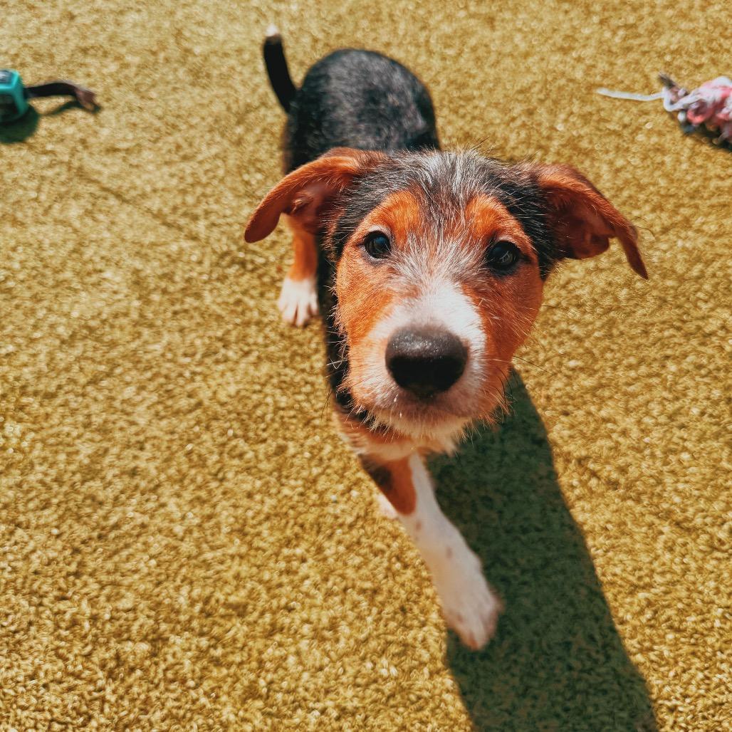 Enlarge Buckingham, a Adopted mixed breed in Hays, KS image 2/6
