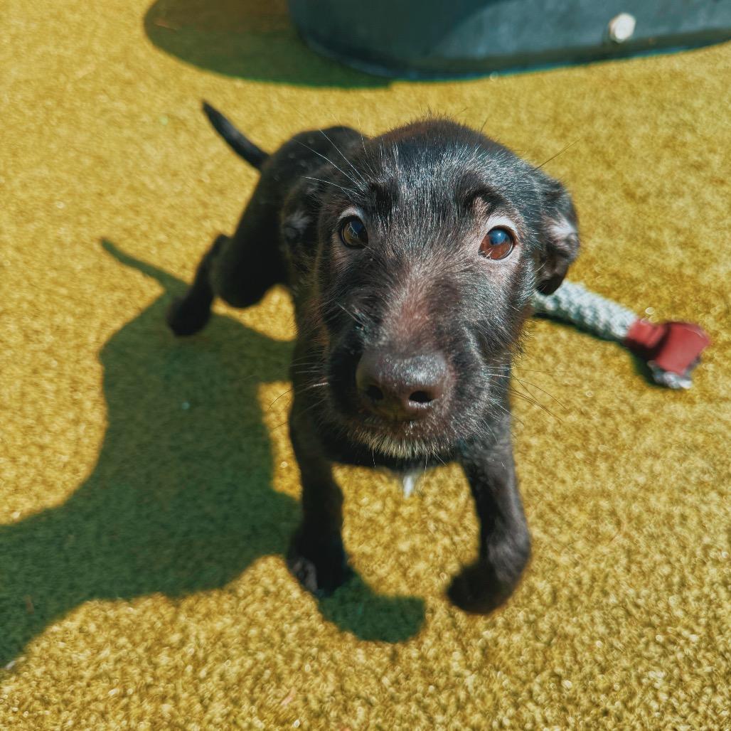 Enlarge Puppies, a Adoptable mixed breed in Hays, KS image 4/6