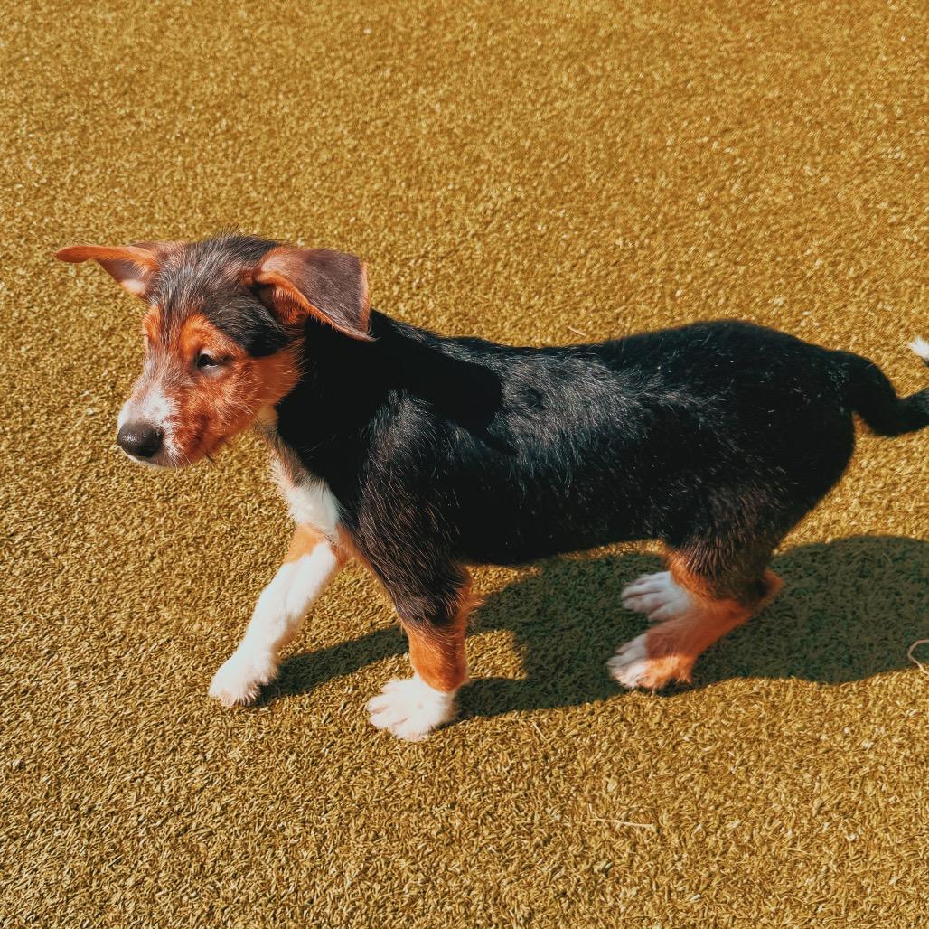Enlarge Buckingham, a Adopted mixed breed in Hays, KS image 4/6