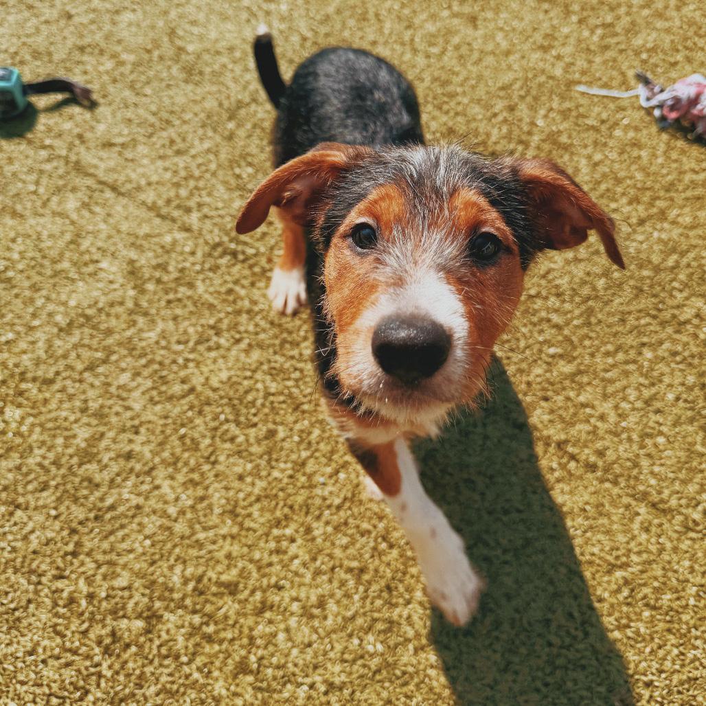 Puppies, Adoptable, Puppy Male Labrador Retriever & Schnauzer.