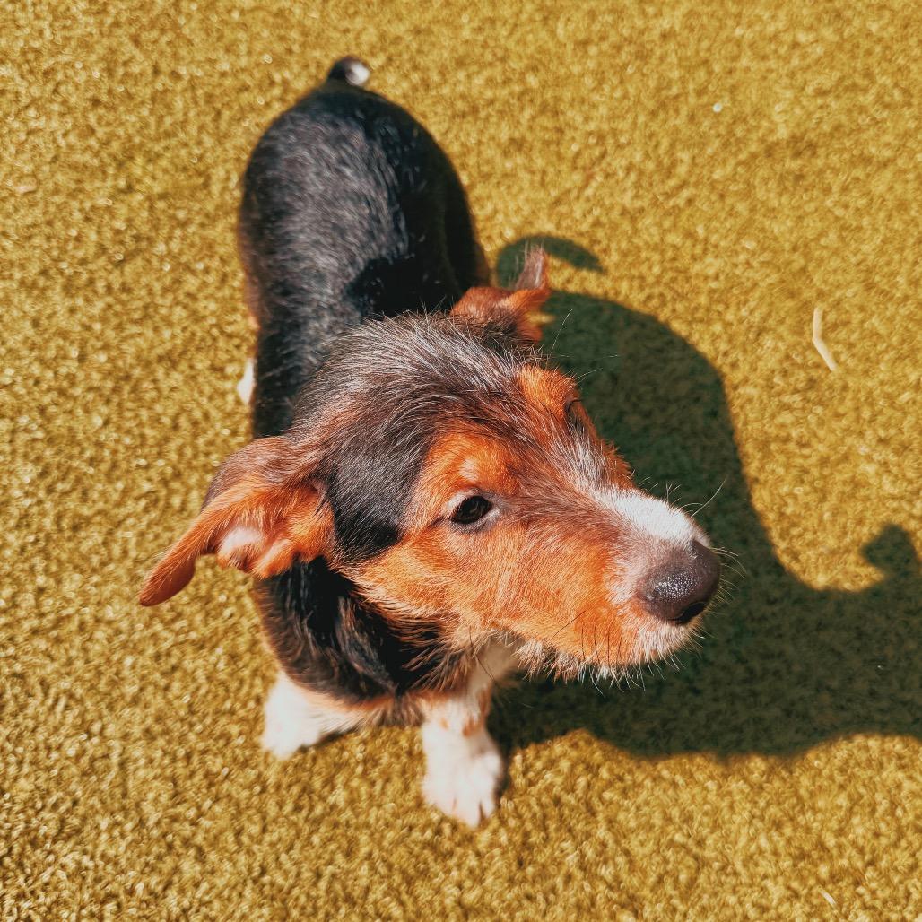 Enlarge Buckingham, a Adopted mixed breed in Hays, KS image 3/6