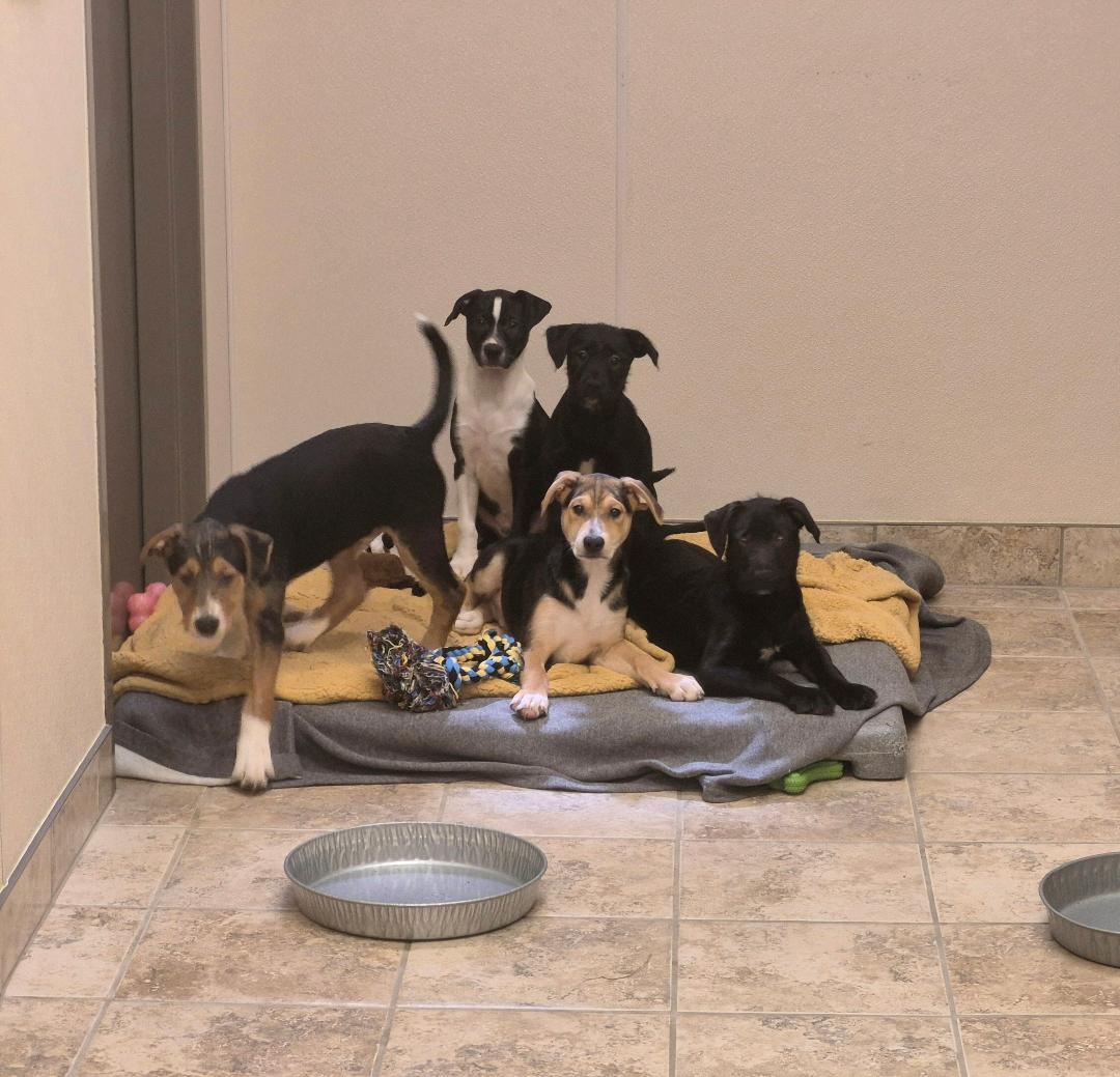 Enlarge Puppies, a Adoptable mixed breed in Hays, KS image 6/6