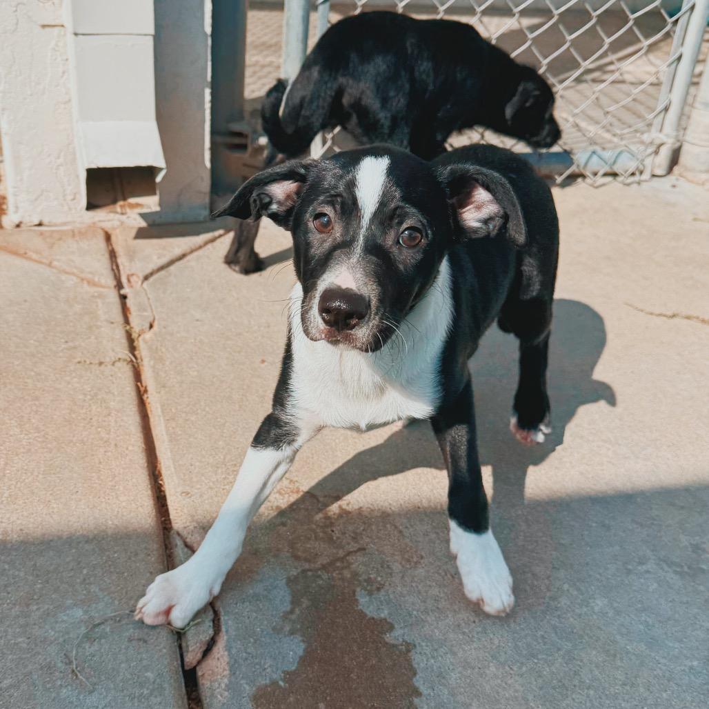 Enlarge Puppies, a Adoptable mixed breed in Hays, KS image 3/6