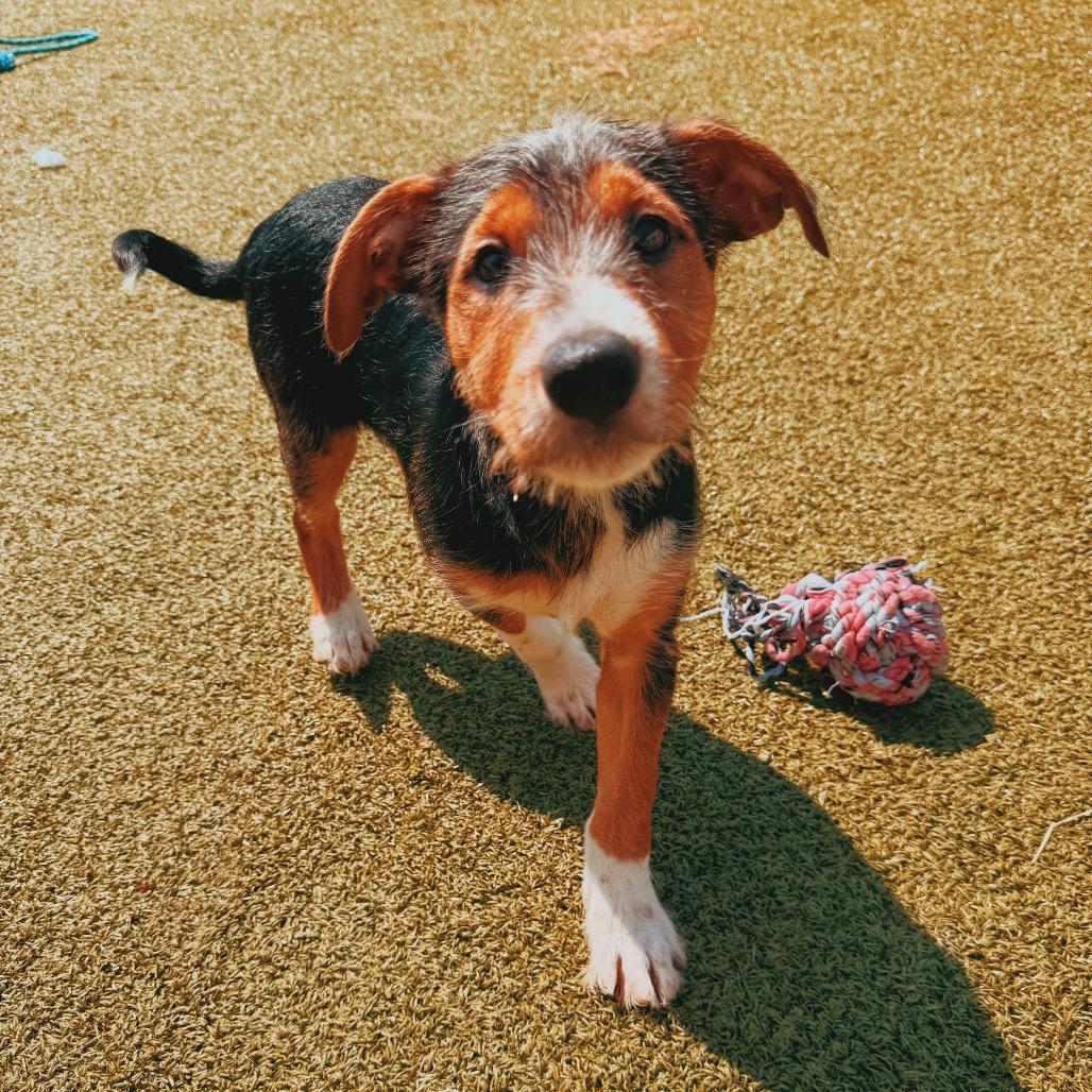 Buckingham, Adopted, Puppy Male Labrador Retriever & Schnauzer.