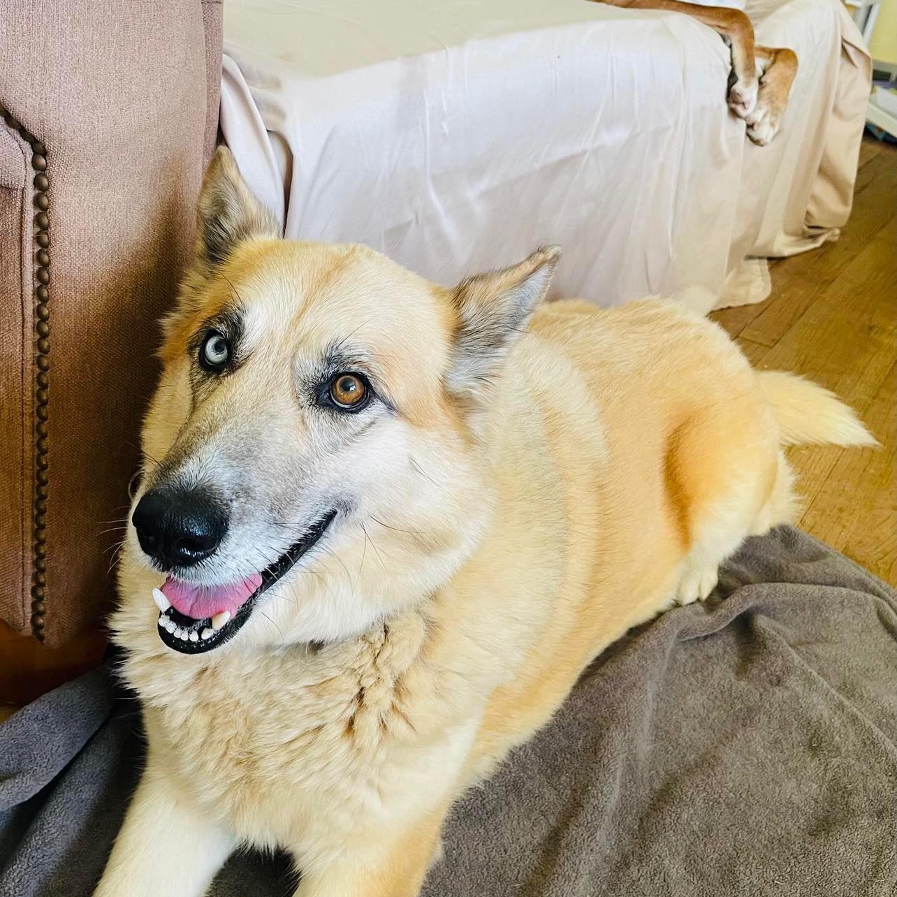 Sheeba, Adoptable, Senior Female Husky & Anatolian Shepherd.