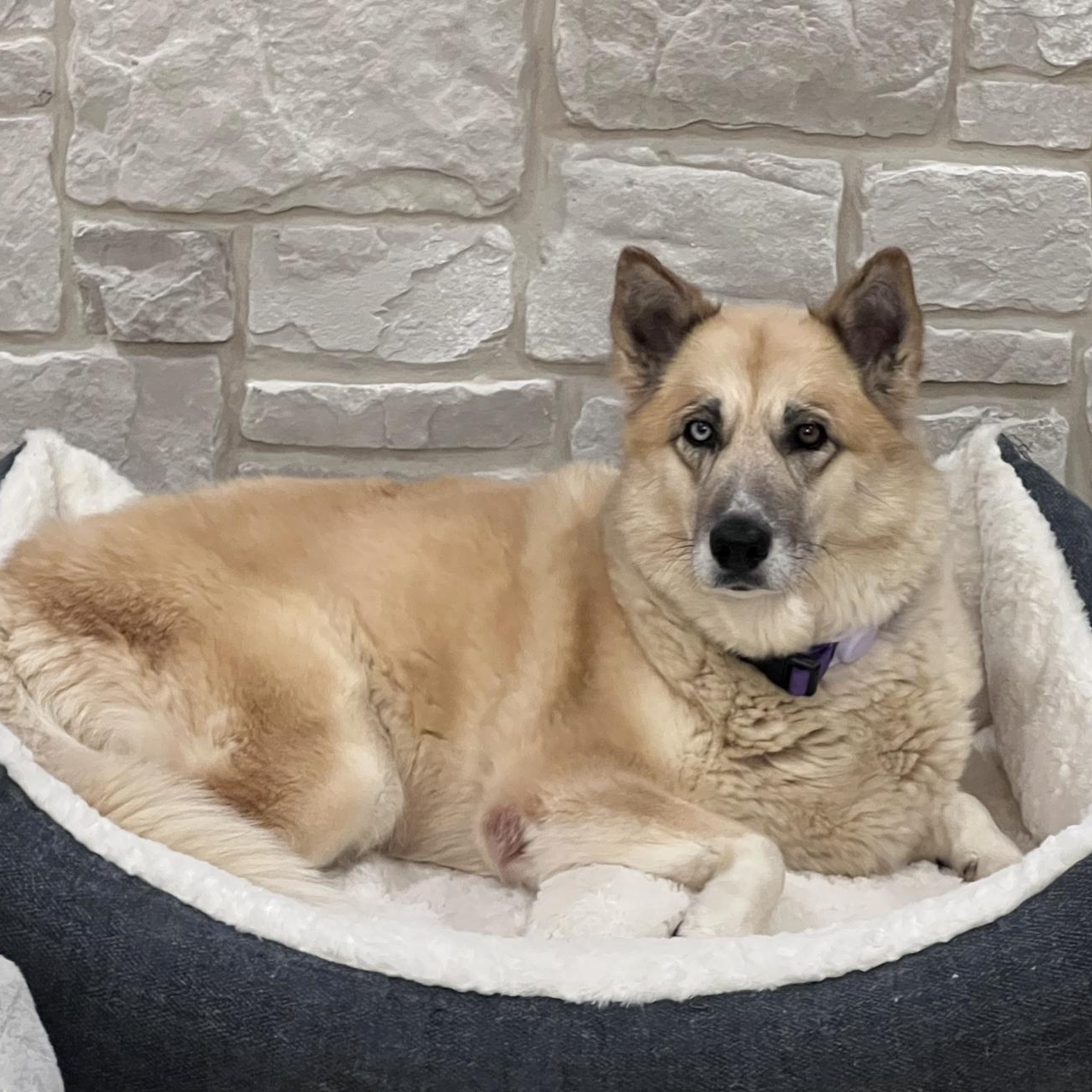 Enlarge Sheeba, a Adoptable mixed breed in Cedarburg, WI image 2/5