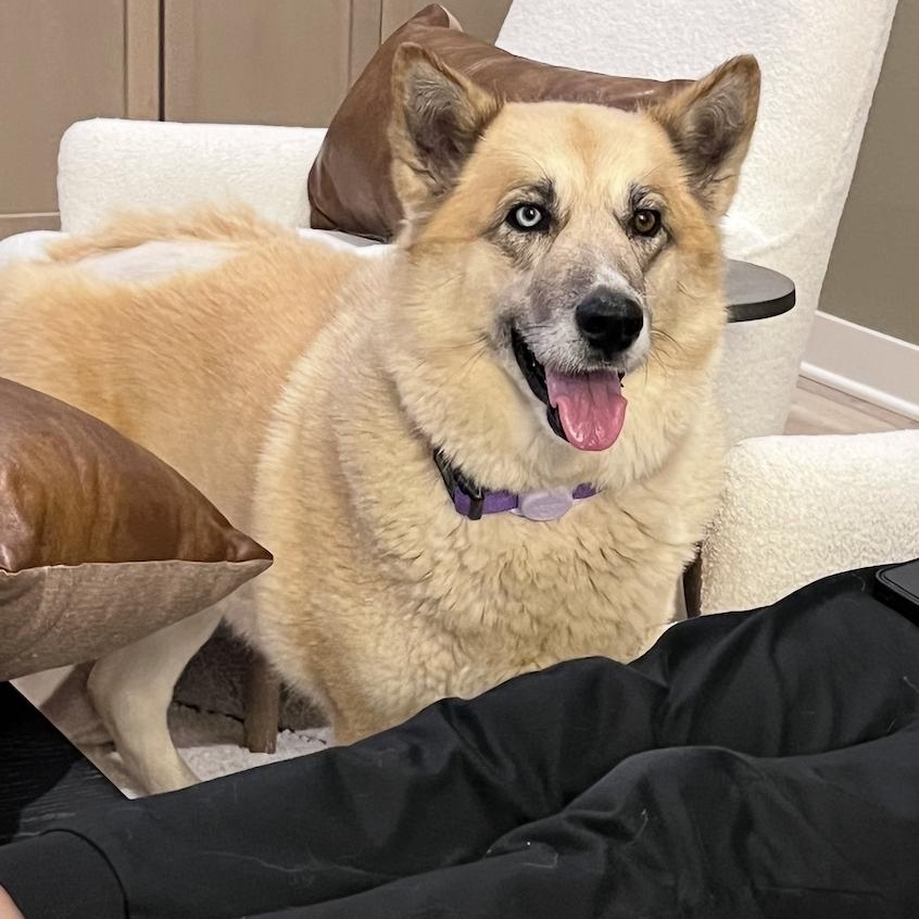 Enlarge Sheeba, a Adoptable mixed breed in Cedarburg, WI image 1/5