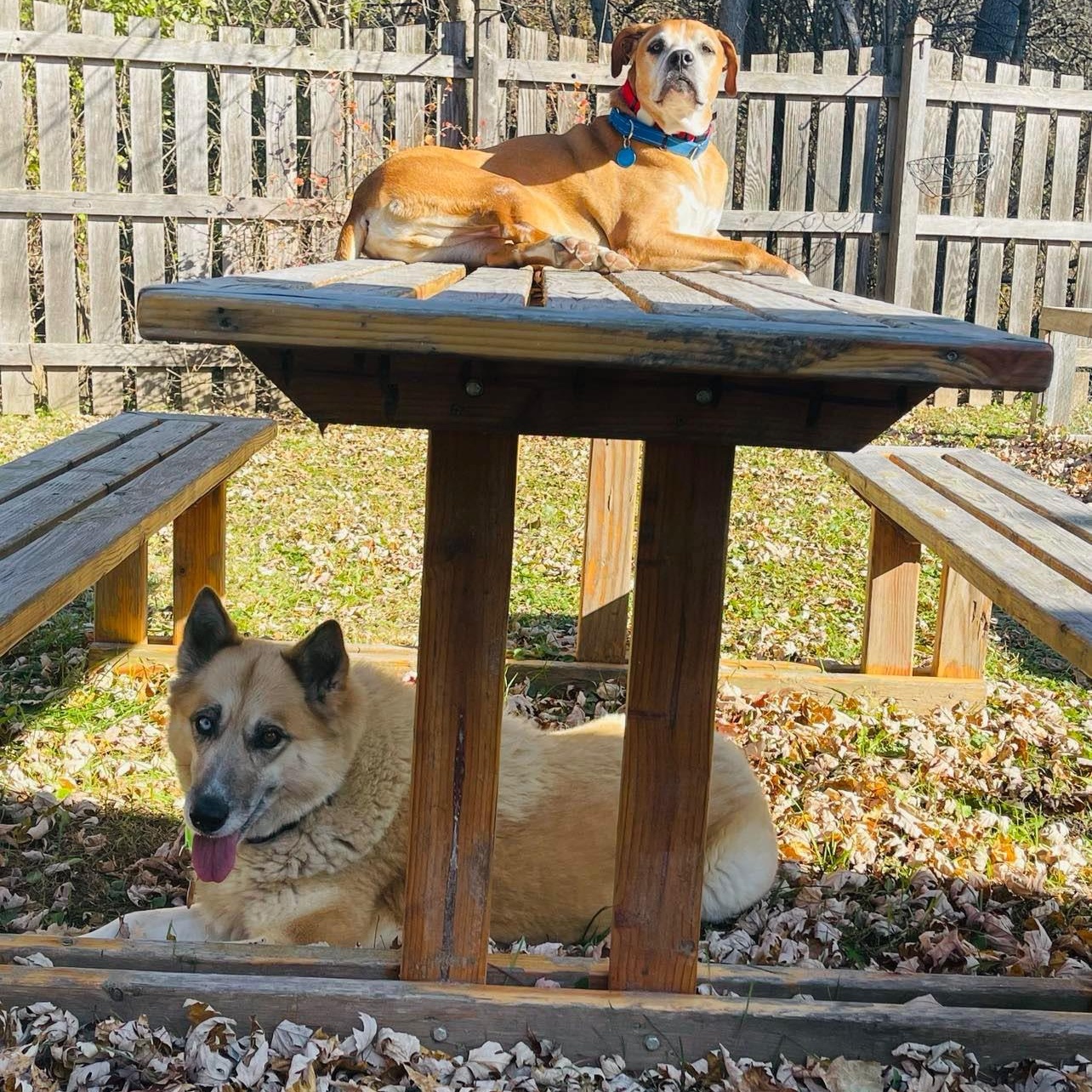 Enlarge Sheeba, a Adoptable mixed breed in Cedarburg, WI image 5/5