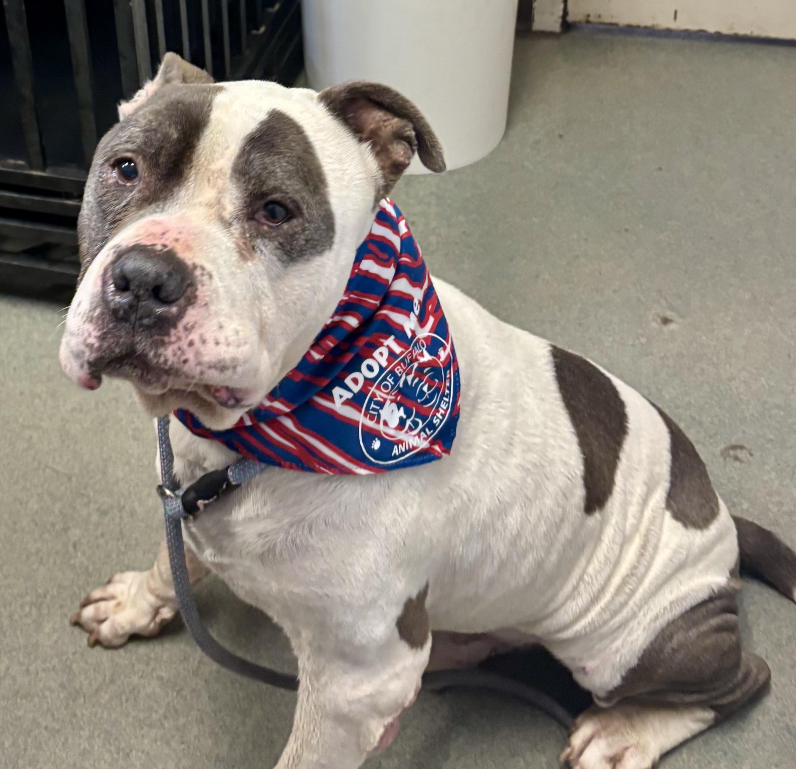 Enlarge Slow Roll, a Adopted American Bully in Buffalo, NY image 3/6